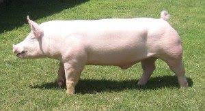 Maybe you would like to learn more about one of these? Yorkshire Pigs For Sale In Wisconsin Hobby Farm Wisdom