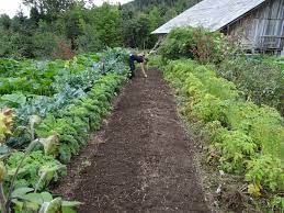 Check spelling or type a new query. How To Start A Vegetable Garden For Beginners