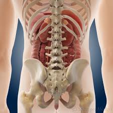 Aufbau Des Bauches Korperliche Untersuchung Abdomen Befunddolmetscher