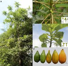 Image result for Vasconcellea