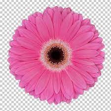 We did not find results for: Transvaal Daisy Flower Common Daisy Pink Assortment Strategies Png Clipart Annual Plant Assortment Strategies Aster Color