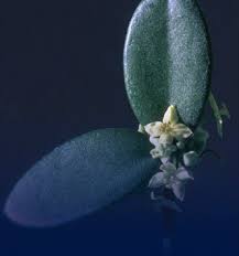 Image result for Coronopus integrifolius