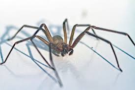 Though you can die from its bite, that's quite uncommon. Tourist Loses Chunk Of Flesh From Foot After Spider Bite In Las Vegas