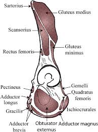 Don't forget to bookmark this page by hitting (ctrl + d), Large Pelvic Tubercle In Orangutans Relates To The Adductor Longus Muscle Peerj