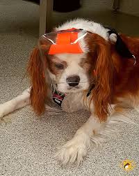 Dogs will instinctively continue to lick their wounds, and this can slow down healing time. Eye Protection Options For Your Dog Animal Vision Care Surgical Center