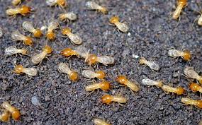 We've shared the two best pest control companies to help you eradicate termites—orkin and terminix. How Does Termite Control Work