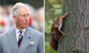 Maybe you would like to learn more about one of these? Watch Giggling Prince Charles Releases Rare Video To Show His Love For Cute Red Squirrels Royal News Express Co Uk