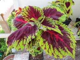 Image result for Coleus tetragonus