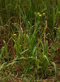 Image result for Nidorella auriculata