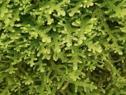 Image result for Lepidotrichilia