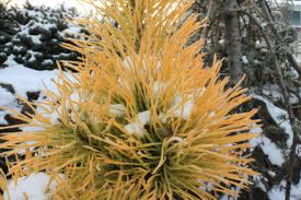 Image result for Landolphia incerta