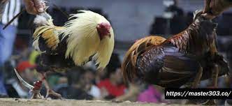 Sesuai dengan namanya ayam peru yang berarti ayam yang berasal dari negara peru. Tajipisau à¦Ÿ à¦‡à¦Ÿ à¦° à¦…à¦¨ à¦¸à¦¨ à¦§ à¦¨