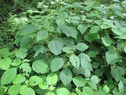 Image result for Laportea alatipes