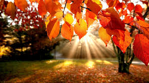 Fall Wallpapers Hd Make Your Desktop Shine Brighter Pixelstalk Net Follow the vibe and change your wallpaper every day! fall wallpapers hd make your desktop