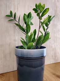 Image result for Zamiokulkas Zamioculcas