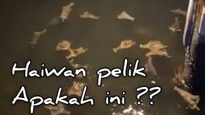 Di akhir zaman nanti akan datang suatu kaum yang bernama qanthura, wajah mereka lebar dan matanya sipit, hingga kaum itu sampai ke daerah tepian sungai lalu para penduduknya pecah menjadi tiga kelompok; Haiwan Air Pelik Apakah Ini Youtube