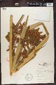 Image result for Cyperus derreilema