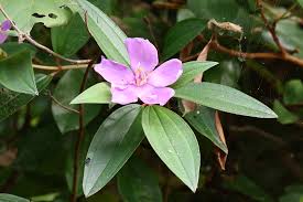 Image result for Melastomastrum