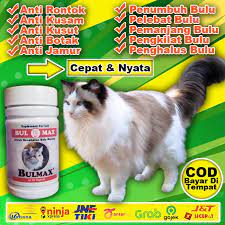 Maybe you would like to learn more about one of these? Bm12 Vitamin Bulu Rontok Kucing Pemanjang Bulu Kucing Persia Anggora Himalaya Bulu Lebat Bulmax Shopee Indonesia