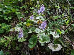 Image result for Swertia brownii