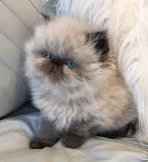 Persian cats are not a particularly active cat breed. 810 Persian Kittens Ideas In 2021 Persian Kittens Kittens Cute Cats