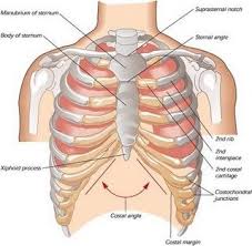 Sion of the lung may be up to 7.5 cm in deep res Surface Anatomy And Skeleton Of The Thorax Flashcards Quizlet