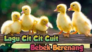 Check spelling or type a new query. Tokek Lagu Anak Cit Cit Cuit Bebek Lucu Berenang Lagu Anak Indonesi Terbaru Facebook