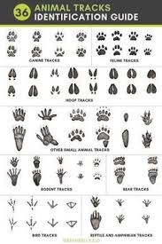 91 Best Animal Tracks Images In 2019 Animal Tracks North