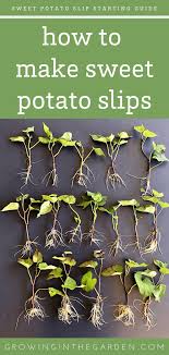 We did not find results for: A Fast And Easy Way To Make Sweet Potato Slips Growing In The Garden