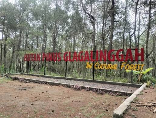 Hutan Pinus Glagalinggah Lestari