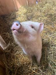 Profile for Seeded Faith Farm Rescue