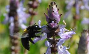 Image result for Coleus neochilus