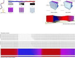 Facade Analysis Facade Architecture Facade Architecture Drawing