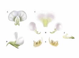 Image result for Ateleia herbert-smithii