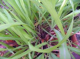 Image result for Cymbopogon nardus