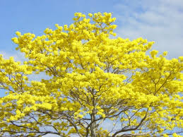 Gjestene setter pris på beliggenheten. Arbol Lluvia De Oro Cassia Fistula Parques Alegres