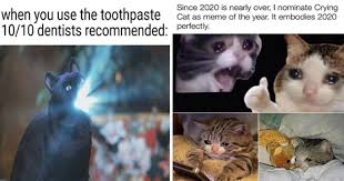 Sometimes we don't know whether our cat is our pet or our master anymore. Party The Old Fashion Way With Caturday 28 Cat Memes Mimicnews