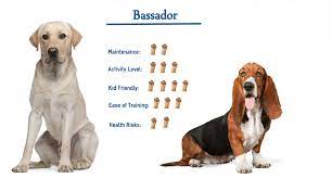 Bassador Dog Everything You Need To Know At A Glance