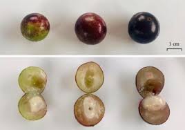 Image result for Vernonia fractiflexa