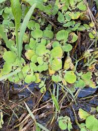 Image result for Leucas tettensis