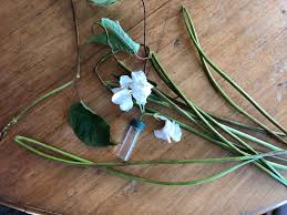 Image result for Marsdenia cynanchoides