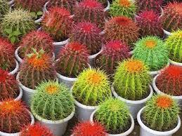 El ferocactus schwarzii procede de las zonas húmedas de la selva virgen del macizo de la sierra madre occidental, en la costa occidental de méxico. Cactus Pintados Que Efectos Tiene La Pintura En Las Plantas Vivero De Cactus Plantas Fotos De Cactus