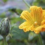 We did not find results for: Hand Pollinating Squash How To Hand Pollinate Squash Plants