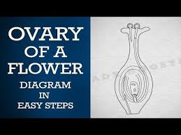 How To Draw Ovary Of A Flower In Easy Steps Ncert Class 10 Biology Cbse X Science Youtube Biology Diagrams Human Heart Diagram Biology