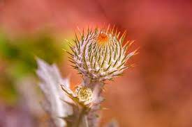 The plants sitting on your windowsill or taking root outdoors can alleviate a variety of skin issues, leaving you with beautiful, glowing skin. Why Do Plants Have Thorns North American Nature