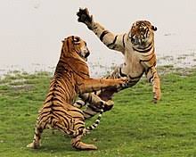 The number of species varies from 36 to 39 depending. Tiger Wikipedia
