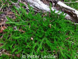 Image result for Selaginella molliceps