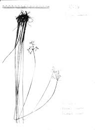 Image result for Cyperus denudatus