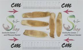 Image result for Entandrophragma caudatum