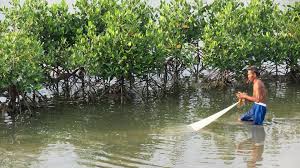 Beberapa contoh keanekaragaman ekosistem di indonesia yaitu hutan bakau di kalimantan, hutan hujan tropis di jawa barat, dan savana di papua. Apa Lahan Basah Itu Wetlands International Indonesia